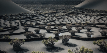 Unearthing Lanzarotes Liquid Gold Vineyards Rising from Volcanic Ash main