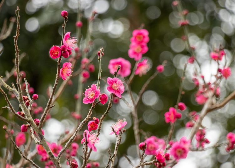 Red,Plum,Blossoms,,Narita,City,,Chiba,Prefecture,,Japan