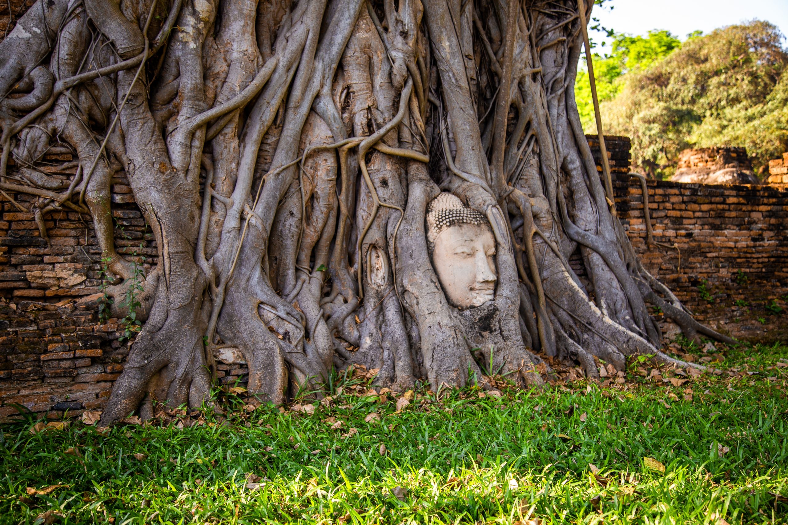 Wat,Phra,Mahathat,Temple,With,Head,Statue,Trapped,In,Bodhi