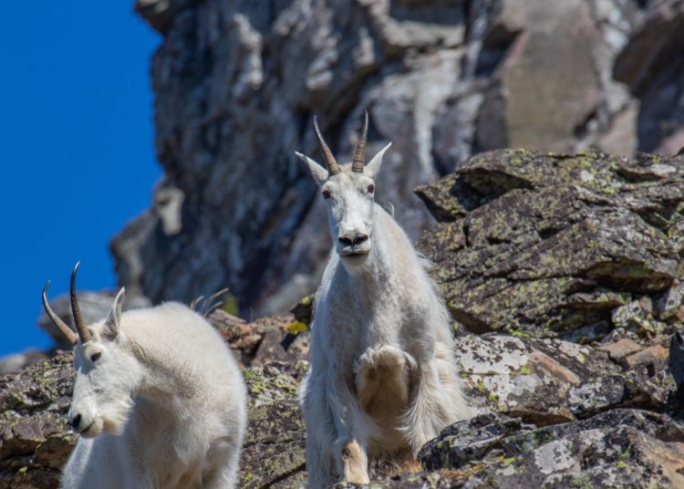 Mountain,Goat,At,Glacier,National,Park