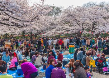 Tokyo,,Japan, ,March,24,,2013:,Tokyo,Crowd,Enjoying,Cherry