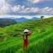 Asian,Woman,Wearing,Vietnam,Culture,Traditional,At,Rice,Terrace,Of