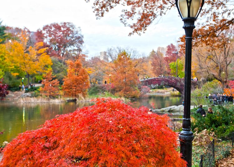 Central,Park,In,New,York,City,During,The,Fall