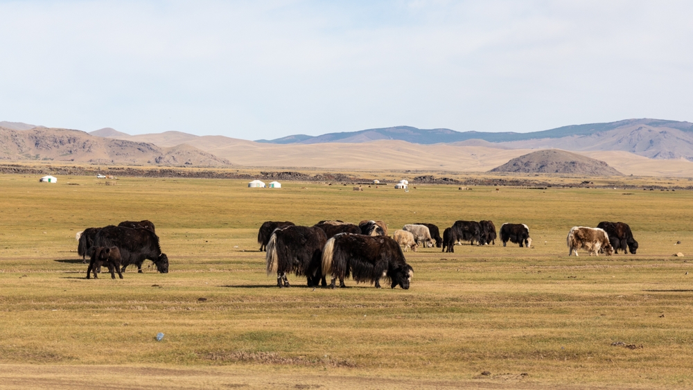 A,Herd,Of,Yaks,Grazes,Across,The,Mongolian,Plains,,With